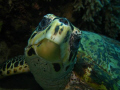   photogenic hawksbill. Canon 960is ikelite housing ds51 strobe hawksbill  